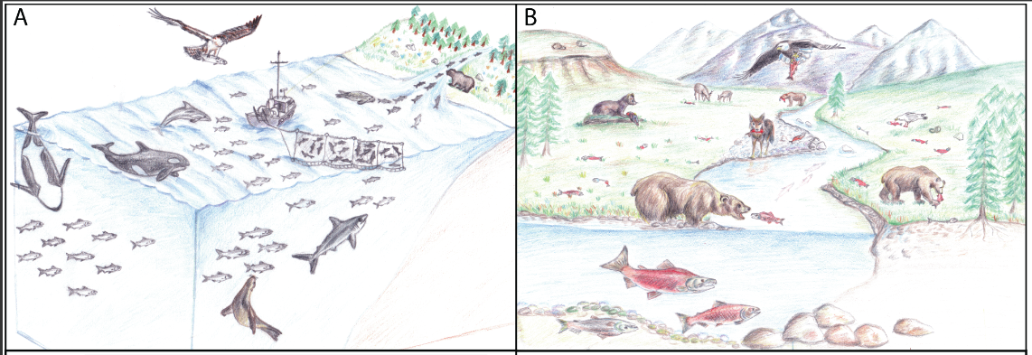 Salmon and Their Freshwater and Saltwater Communities